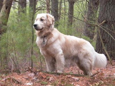 adult golden retriever