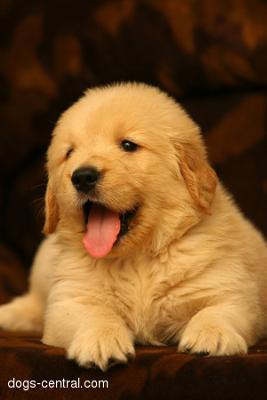 golden retriever puppy