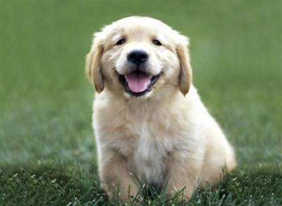 puppy