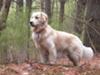 adult golden retriever