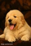 golden retriever puppy